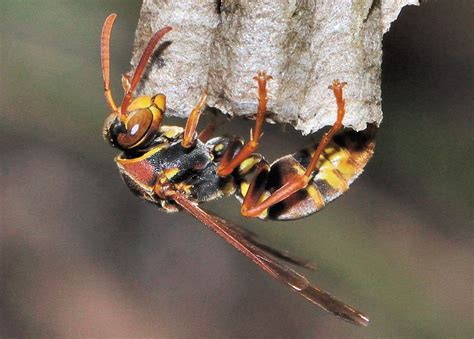 Common Large Paper Wasp Australian Paper Wasp Polistes Humilis