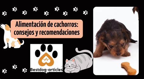 Alimentación de cachorros consejos y recomendaciones