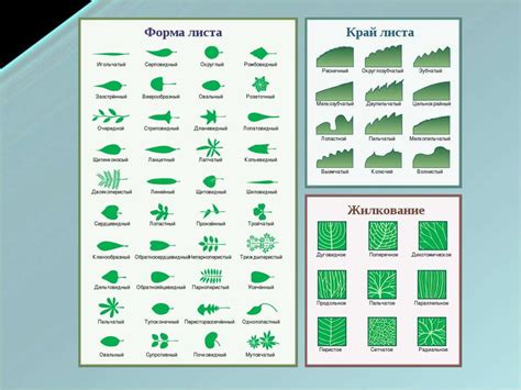 Жизненный цикл цветковых растений - презентация онлайн