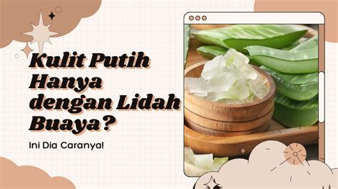 Cara Membuat Masker Lidah Buaya Solusi Terbaik Dan Aman Untuk