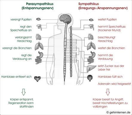 Sympathikus Parasympathikus Anatomie Lernen Anatomie Und