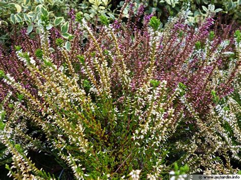 Bruyère Commune Callune Dautomne Calluna Vulgaris Planter