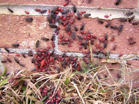 Box Elder Beetle Skyline Pest Control