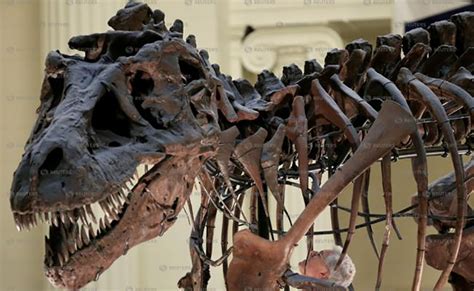 Desentierran Restos Fósiles De Dinosaurio Carnívoro En Argentina San Luis Potosí