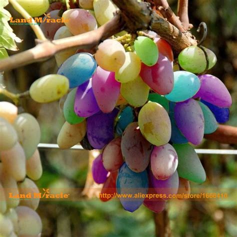 Popular Rainbow Grapes-Buy Cheap Rainbow Grapes lots from China Rainbow ...