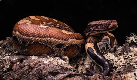 Blood Python 101 The Essential Care Guide