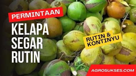 Butuh Kelapa Segar Permintaan Pembeli Dari Australia Agrosukses