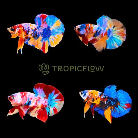 shop multicolor bettas fish vibrant colorburst fish tropicflow