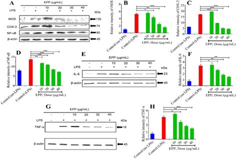 A Epp Downregulated The Expressions Of Inos Cox 2 Nf κb E Il 6