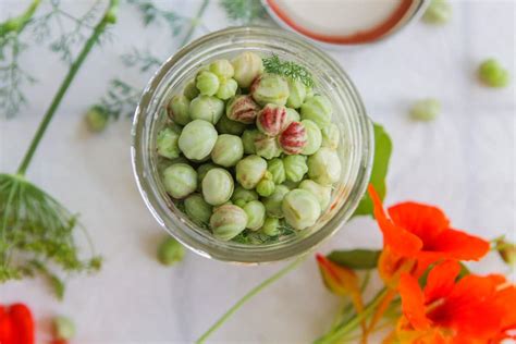 Pickled Nasturtium Seeds (way better than capers!) | Hilda's Kitchen Blog