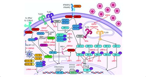 Kaposis Sarcoma Ks Associated Herpesvirus Kshv Proteins Enable