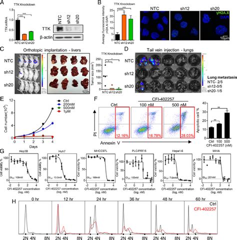 Knockdown Kd Of Ttk And Cfi A Ttk Inhibitor Suppressed Hcc