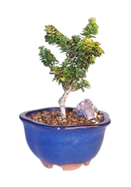 Dwarf Pagoda Holly Small Ilex Crenata Pagoda Mower Parts Nation