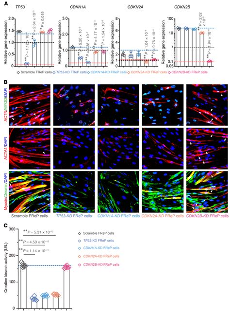 TP53 And CDKN Gene KD FReP Cells Have Different Gene Expression