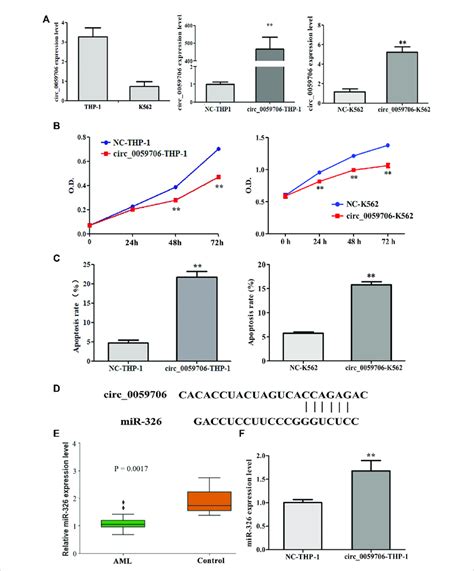 Effect Of Circ On Cell Growth And Apoptosis A The Level Of