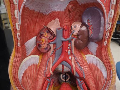 Torso Model Urinary Diagram Quizlet