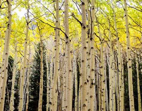 How To Grow Populus Tremuloides Native Quaking Aspen At Home Pith