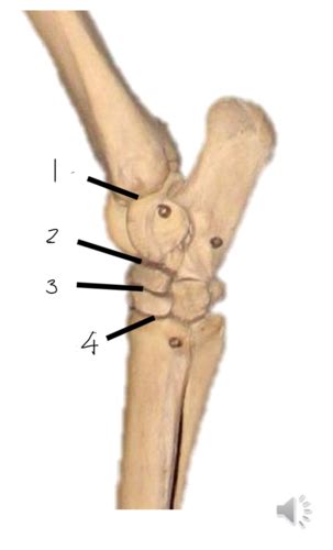 Equine Distal Hindlimb Flashcards Quizlet