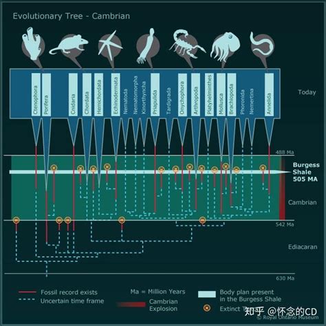 寒武纪生命大爆发 知乎