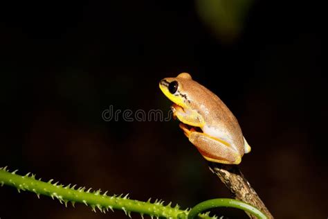 221 Yellow Spotted Tree Frog Stock Photos - Free & Royalty-Free Stock ...