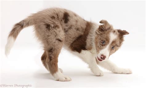 Dog: Playful Red merle Border Collie puppy photo - WP44158