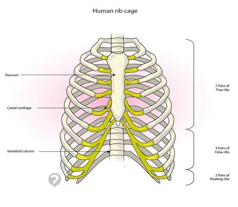 The sternum or breastbone is a long flat bone located in the central ...