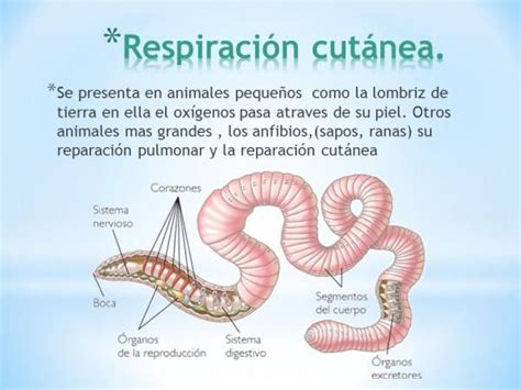 Animales con respiración CUTÁNEA características y ejemplos