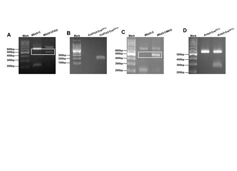 The Methyl Cpg Binding Domain Facilitates Pulmonary Fibrosis By