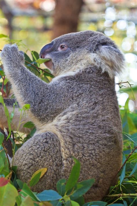 Eating Koala Bear stock image. Image of bear, baby, outdoors - 34733349