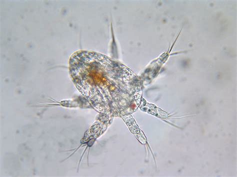 All About Copepods | Aquarium Education | AlgaeBarn.com