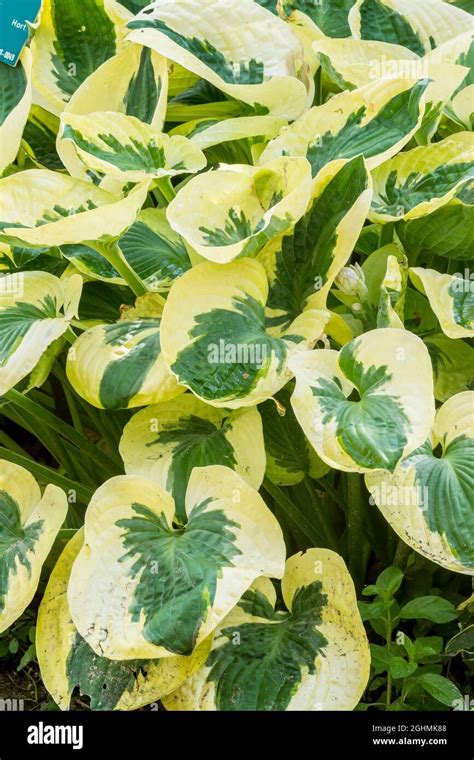 Hosta Brim Cup Stock Photo Alamy