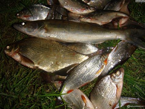Кормушка-ловушка Findfish - «Приобрел отличную снасть с кормушкой на ...