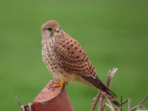 Kestrel