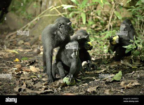 Un jeune groupe de macaques à cragoût noir Macaca nigra cueille et