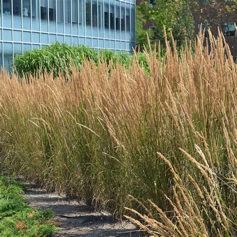 Karl Foerster Feather Reed Grass Feather Reed Grass Ornamental Grasses American Meadows