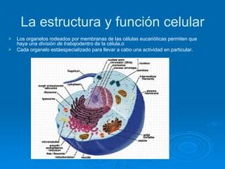 La Estructura Y FuncióN Celular PPT