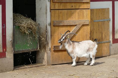 Billy Goat Free Photo On Pixabay Pixabay
