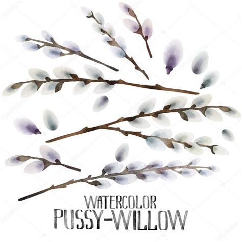 Watercolor Pussy Willow Set Stock Vector By Homunkulus