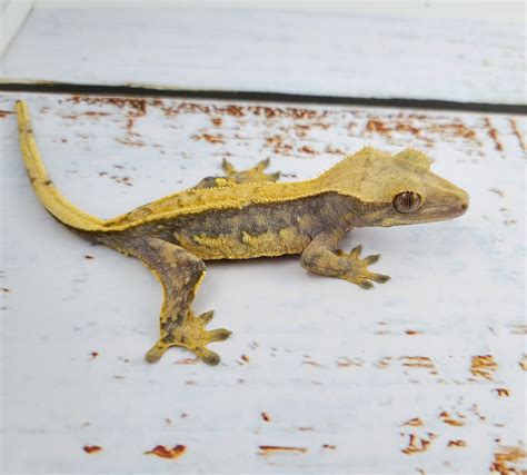 Lavender Pinstripe Free Shipping Crested Gecko By Eli Boas Morphmarket