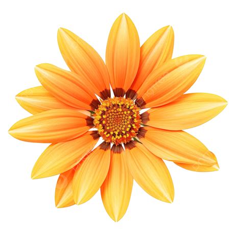 Orange Gazania Flower Cut Out Plant Flower Blooming Png Transparent