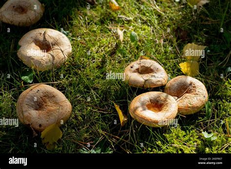 Gorro De Azafr N Conocido Como Hongo De Pino Rojo Lactarius Deliciosus