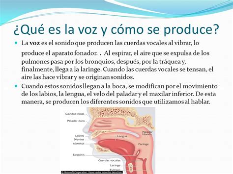 LA VOZ Y LOS INSTRUMENTOS Ppt Descargar