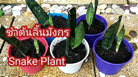 วิธีปักชำต้นลิ้นมังกรพันธุ์พื้นเมือง Snake Plant และแยกลงกระถาง By