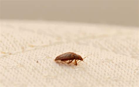 Answering The Most Commonly Asked Questions About Bed Bugs In Alabama