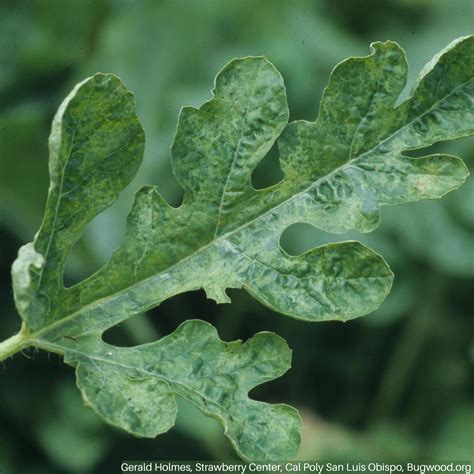 Watermelon Vine Leaves Why Watermelons Are Not Growing