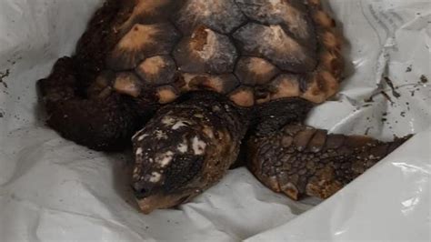 Llevan una tortuga Boba a una comisaría de la Ertzaintza de Bilbao y