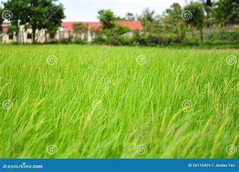 Rice field in Cambodia stock photo. Image of crop, industry - 26115424