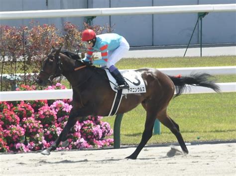 【プロキオンs出走馬・騎手確定】ヤマニンウルスand武豊騎手、スレイマンand西村淳也騎手など16頭 競馬ニュース Netkeiba