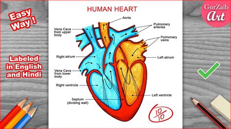 Human Heart Diagram, Human Heart Art, Human Drawing, Arteries, Art ...