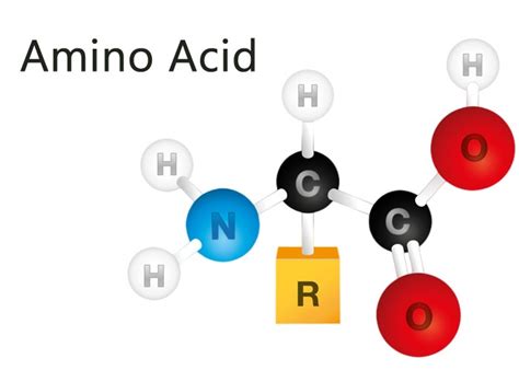 The Essentials Of Limiting Amino Acids